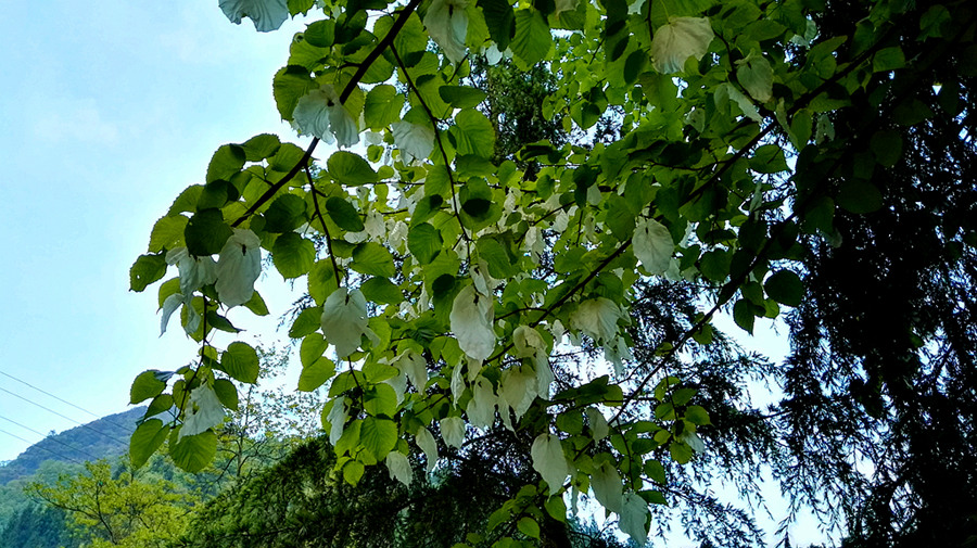 img_20160501_061008.jpg