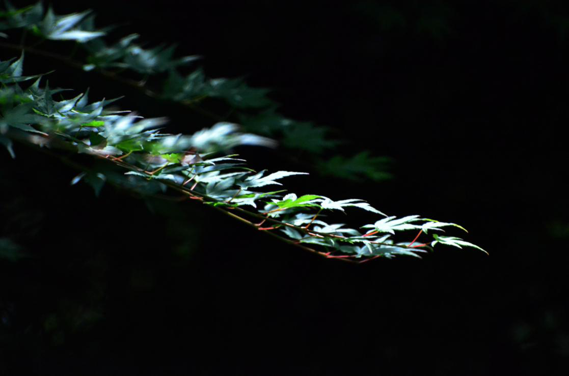 dsc_9723.jpg