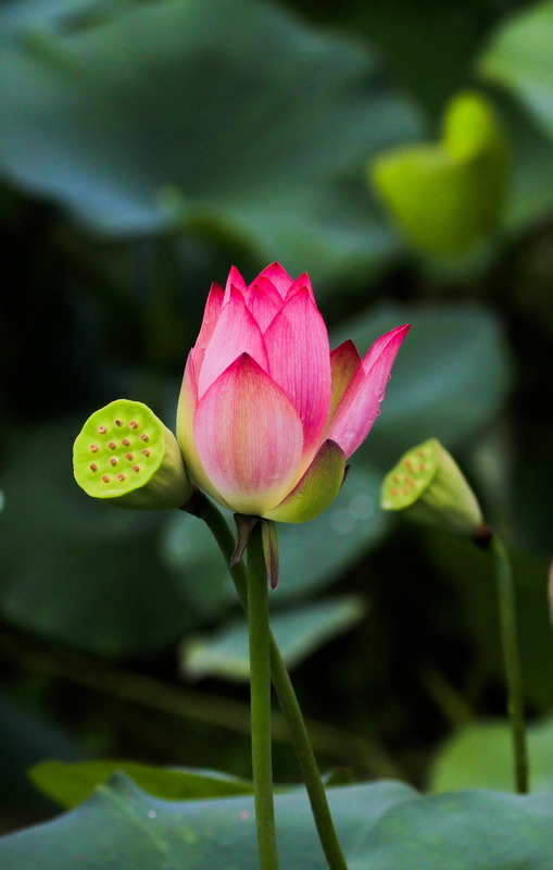 _mg_1398_缩小大小.jpg