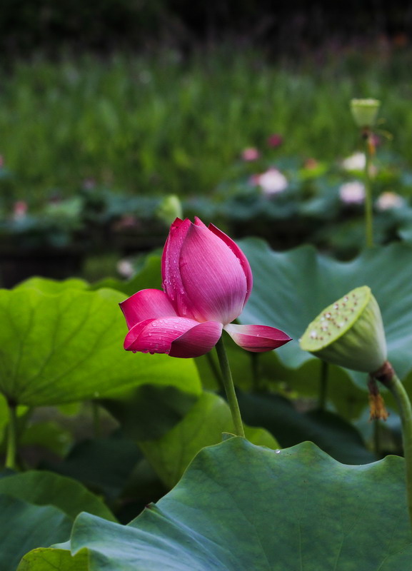 _mg_1407_缩小大小.jpg