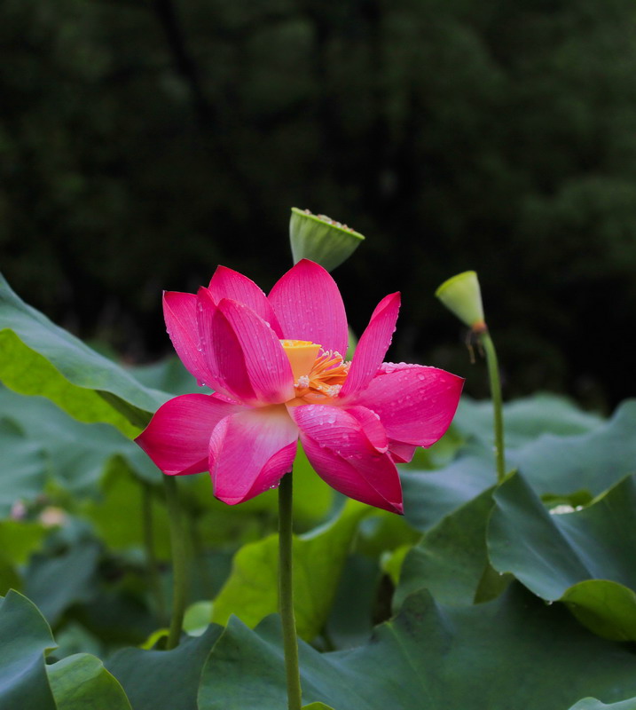 _mg_1408_缩小大小.jpg