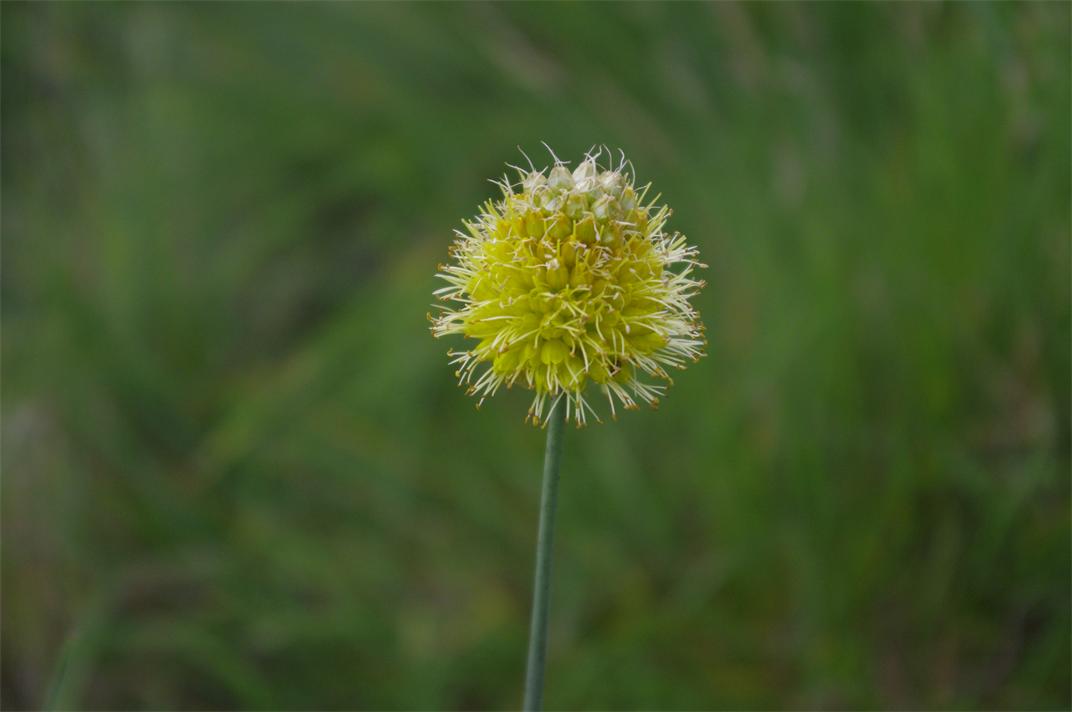 _igp5615.jpg