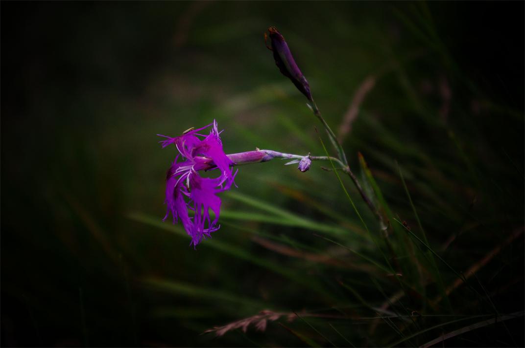 _igp5618.jpg