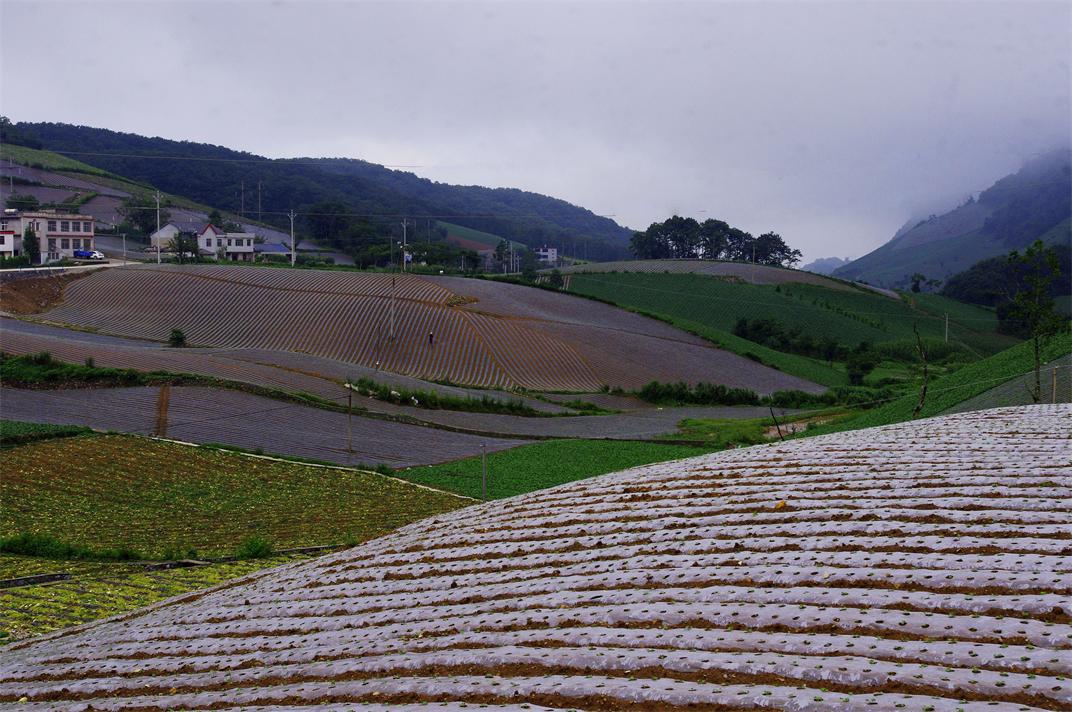 _igp7315.jpg