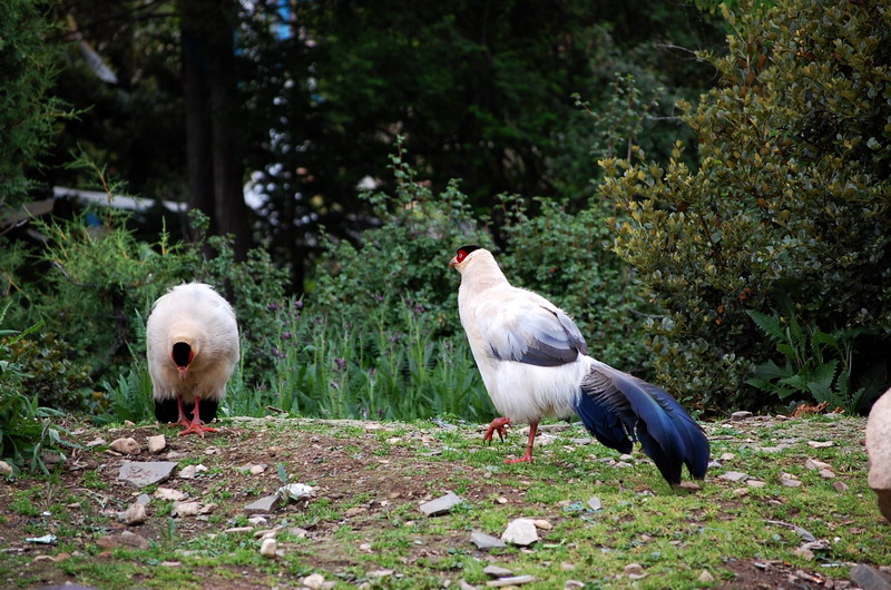 dsc_1417.jpg