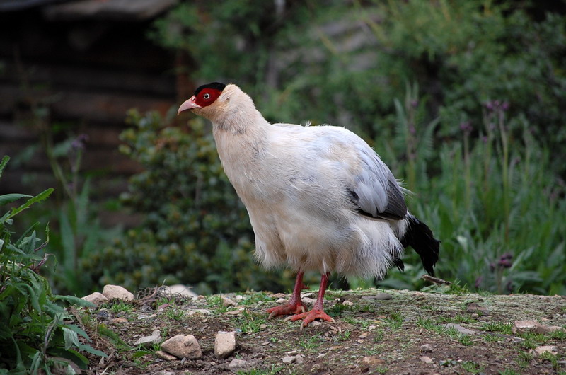 dsc_1421.jpg