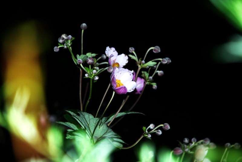 dsc_0252.jpg