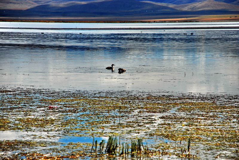 dsc_8230.jpg