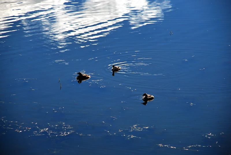 dsc_8241.jpg