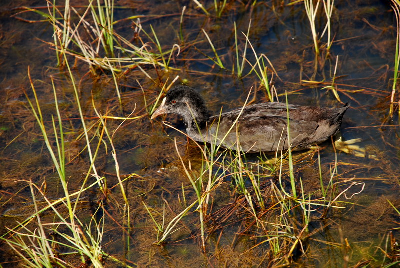 dsc_8622.jpg