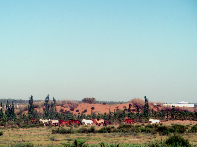 dscf0339.jpg