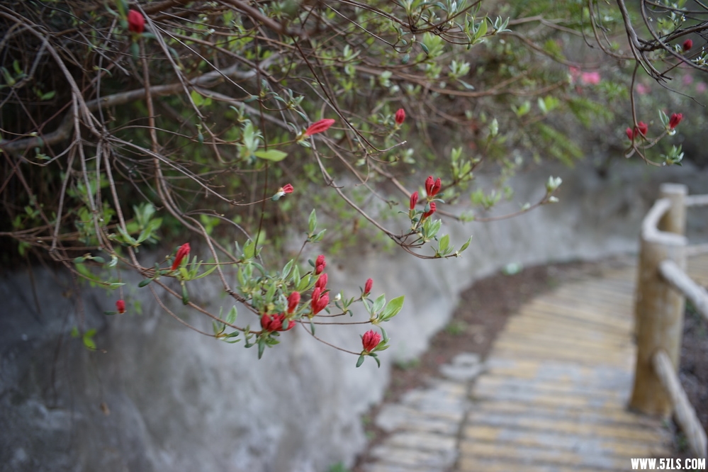 DSC03853.JPG