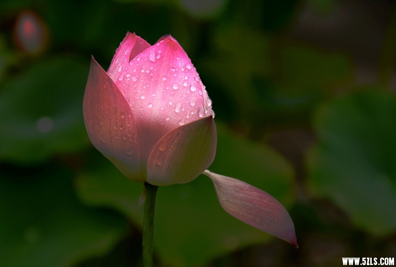 DSC_1086_副本_副本.jpg