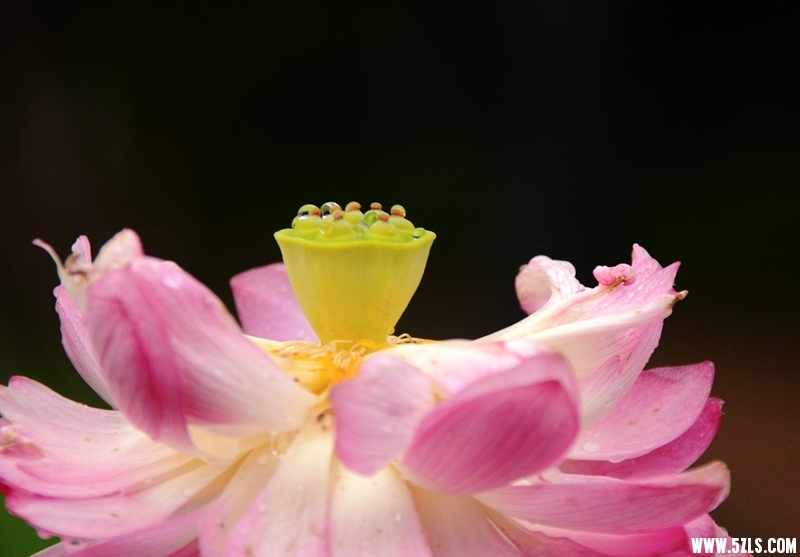 DSC_1100_副本_副本.jpg