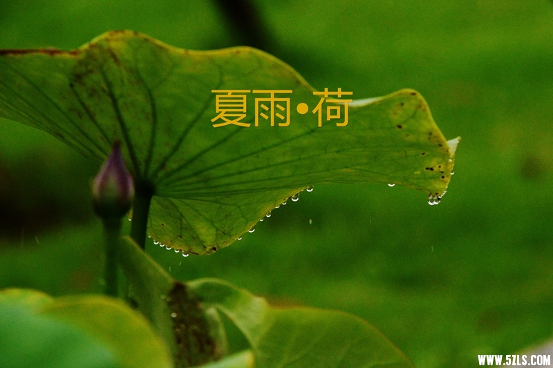 DSC_1144_副本_副本.jpg
