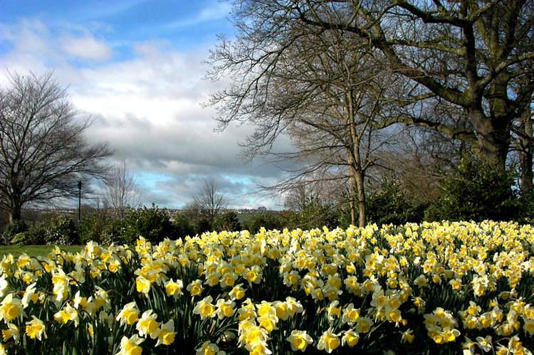 daffodils003.jpg