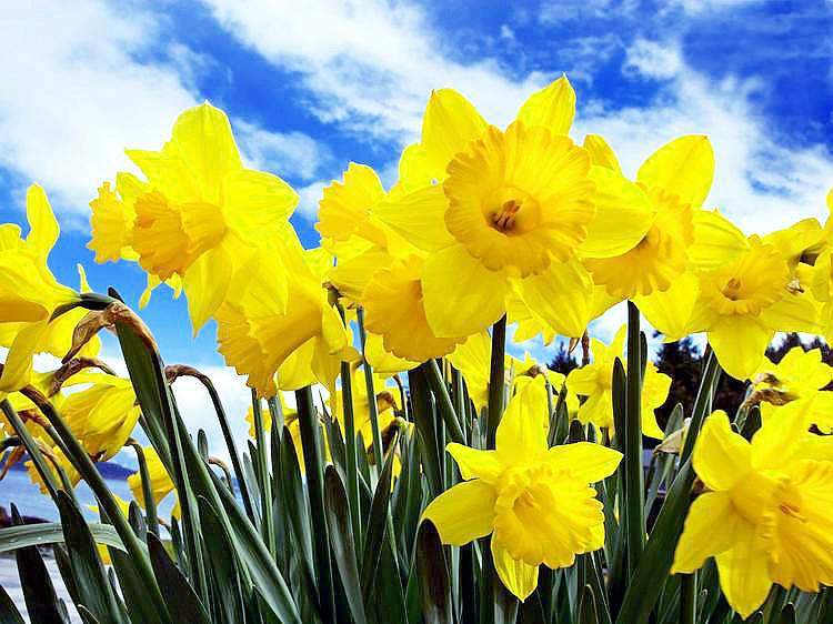daffodils002.jpg