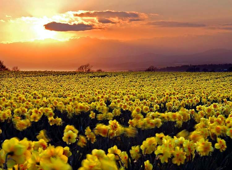 daffodils005.jpg