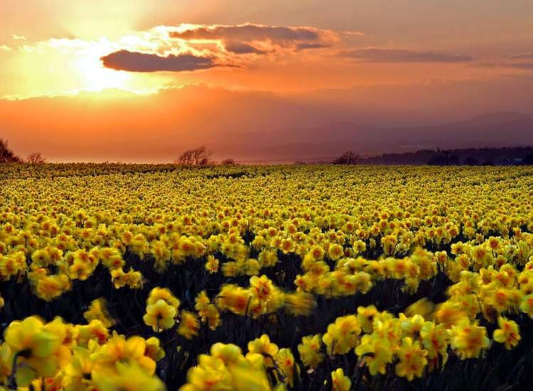 daffodils005.jpg
