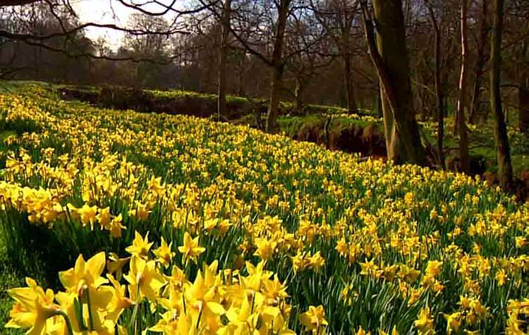 daffodils007.jpg