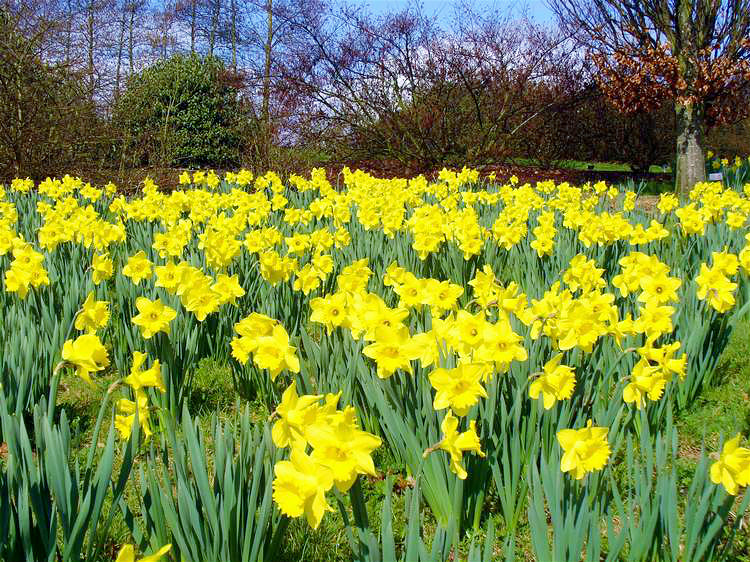 daffodils015.jpg