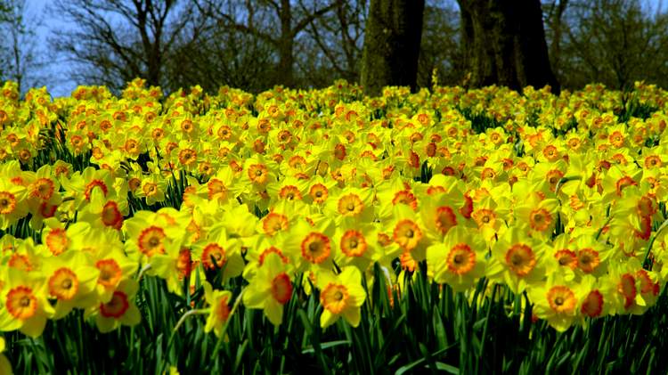 daffodils016.jpg
