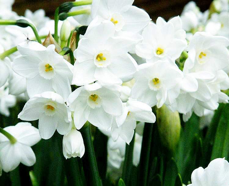 daffodils020.jpg