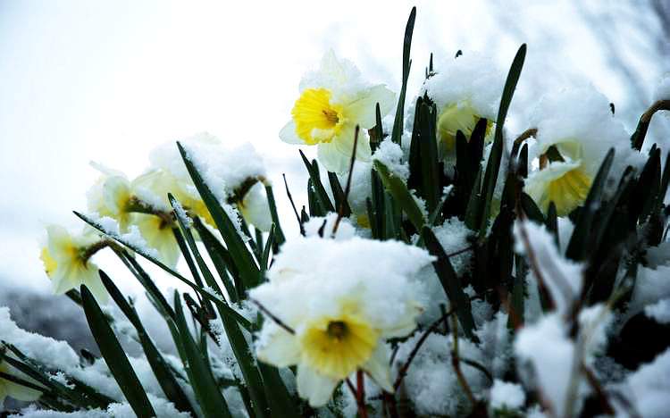 daffodils021.jpg