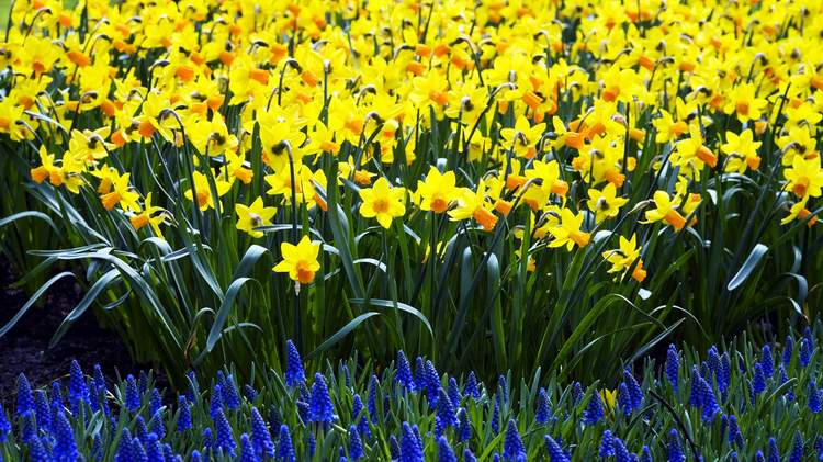 daffodils017.jpg