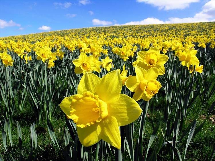 daffodils001.jpg
