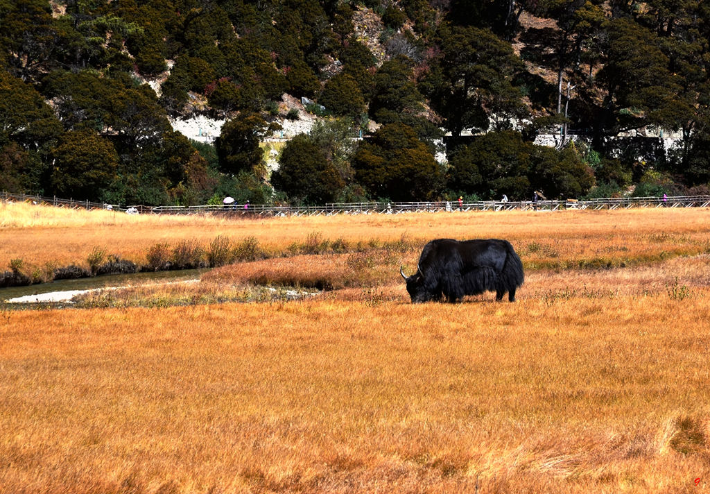 dsc_1201.jpg