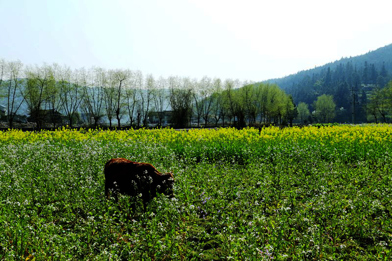 img_8528_副本_副本.jpg