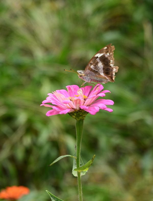 dsc_0253__.jpg