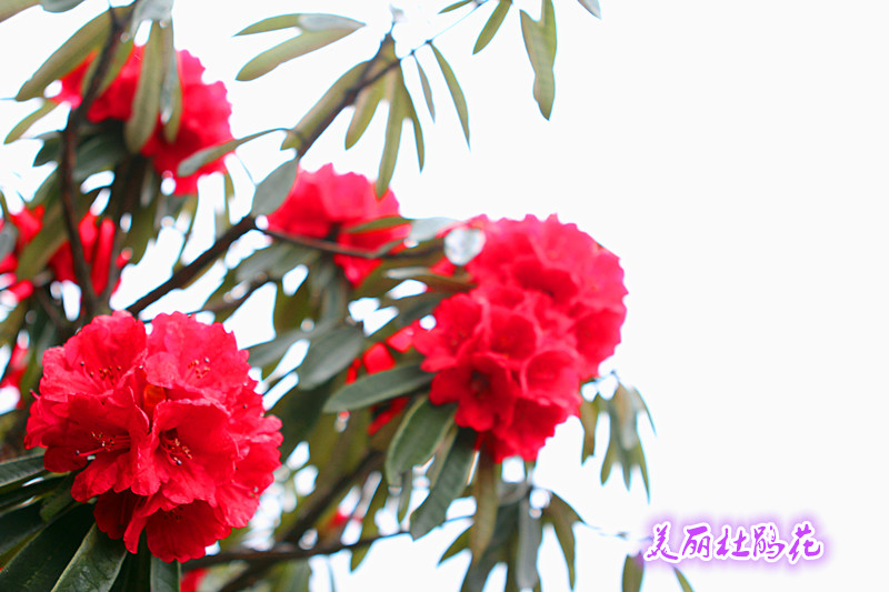 img_8950_1234.jpg