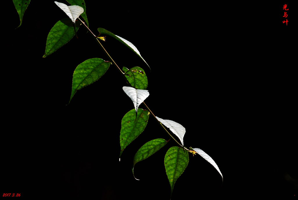dsc_5321.jpg