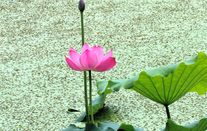 dscn5240.jpg