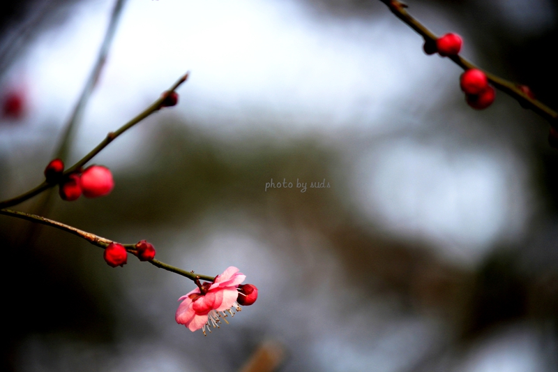 _MG_0203_.jpg
