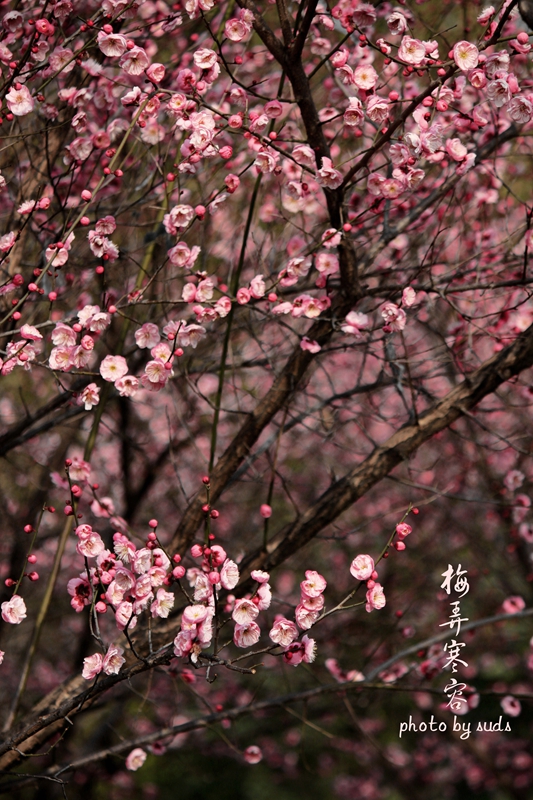_MG_0325_.jpg