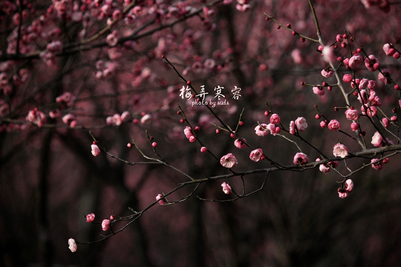 _MG_0422_.jpg