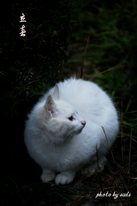 cat1.jpg