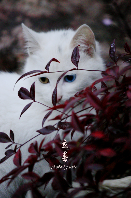 cat2.jpg