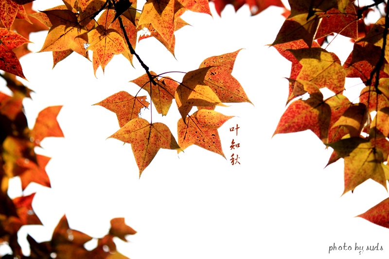 _MG_0910_副本_副本.jpg