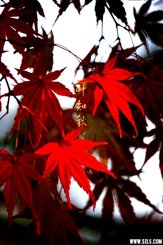 _MG_0943_副本.jpg