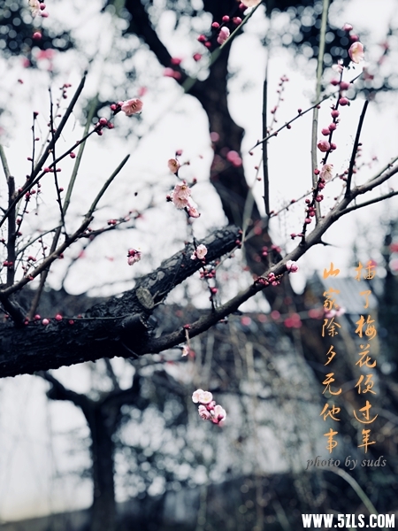 插梅.jpg