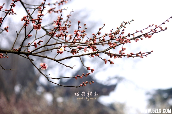 梅2.jpg