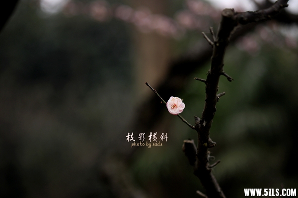 梅4.jpg
