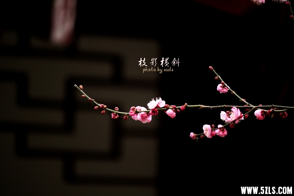 梅6.jpg
