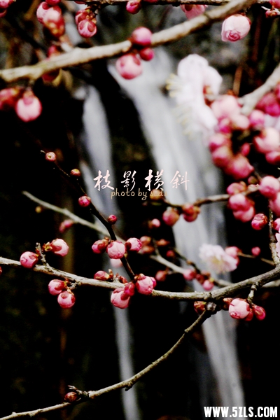 梅8.jpg