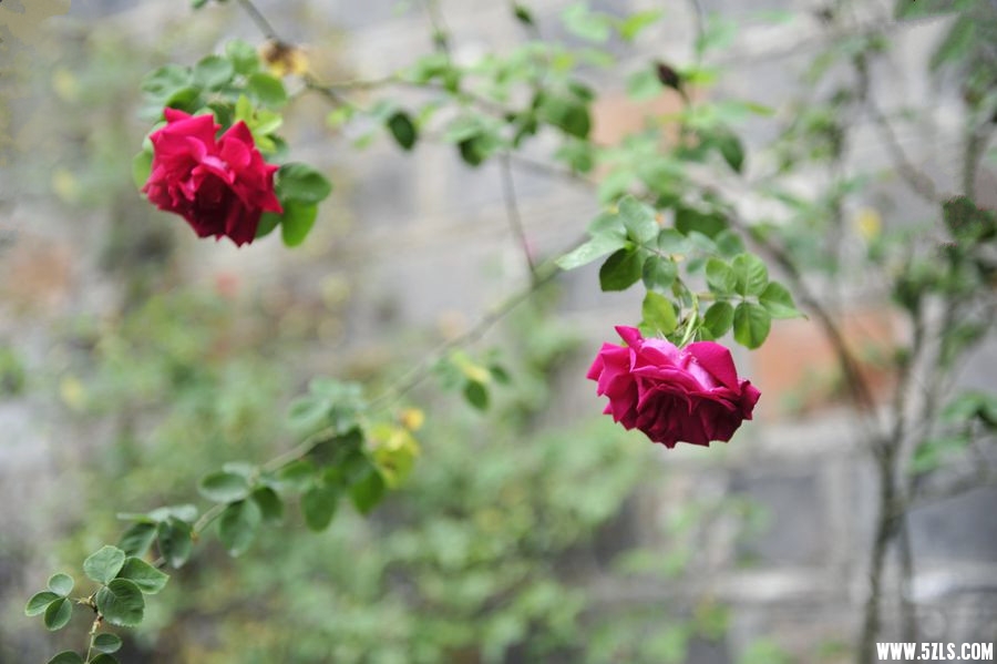 _DSC3997__.jpg