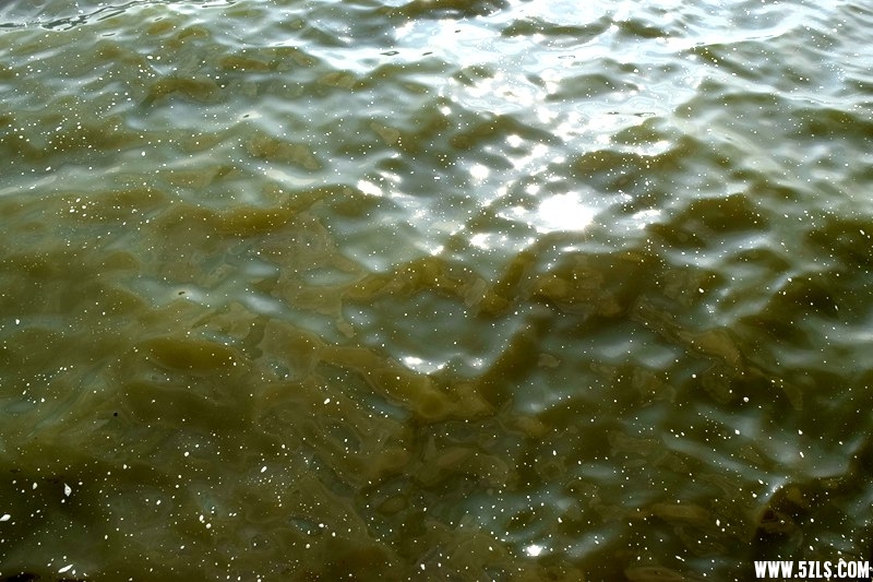 DSC_7895.JPG